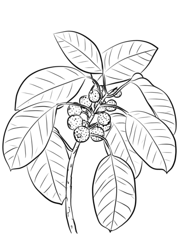 Ficus Superba Var. Henneana Coloring Page